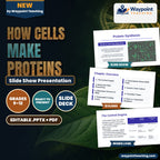 How Cells Make Proteins Slide Show Presentation cover