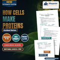 How Cells Make Proteins Spanish Guided Notes cover