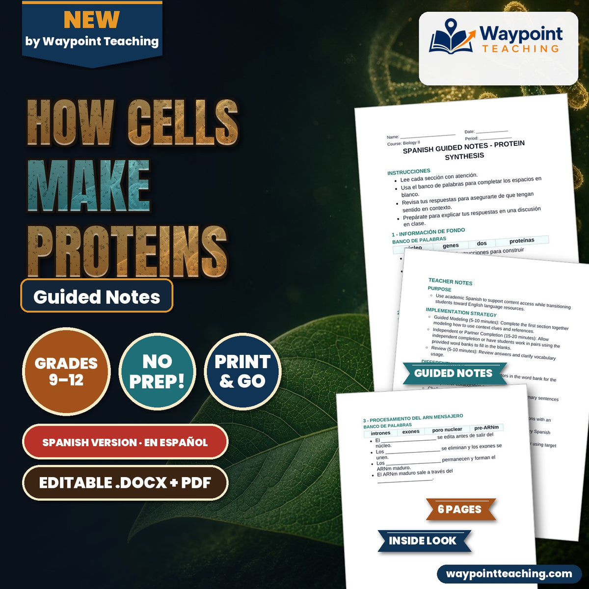 How Cells Make Proteins Spanish Guided Notes cover