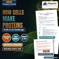 How Cells Make Proteins Truth or Lie Challenge cover