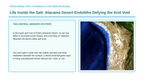 Introduction to Biology Phenomena-Based Lesson: Life Inside the Salt: Atacama Desert Endoliths Defying the Arid Void Presentation sample page