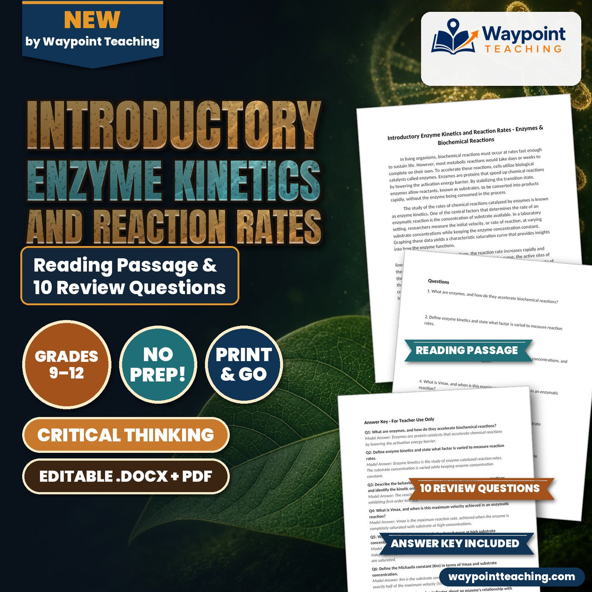 Introductory Enzyme Kinetics and Reaction Rates Reading Worksheet cover