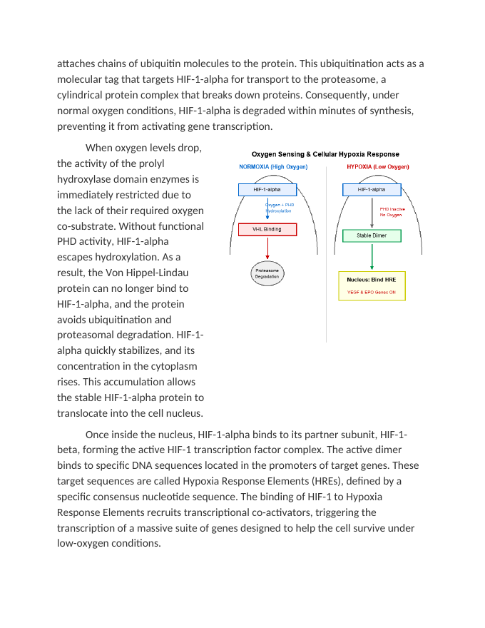 Investigating Cellular Responses to Hypoxia Reading Worksheet sample page