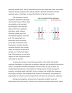 Kinetochore Dynamics and Spindle Fiber Attachment Errors Reading Worksheet sample page