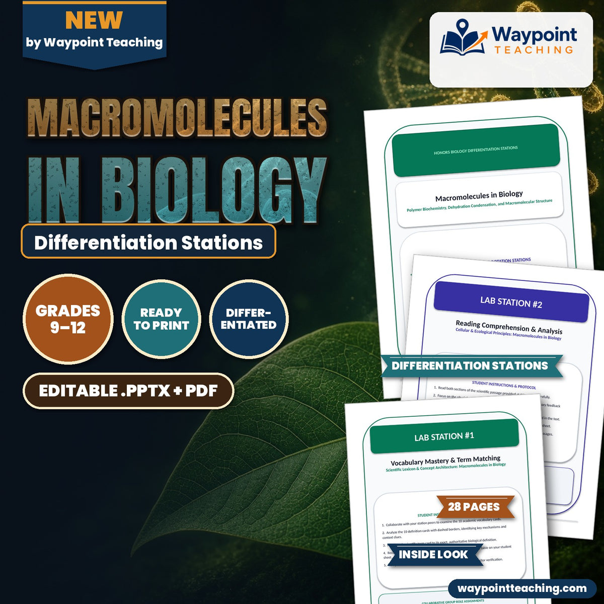 Macromolecules in Biology Differentiation Stations cover