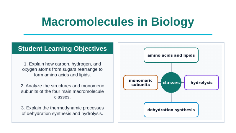 Macromolecules in Biology Slide Show Presentation sample page