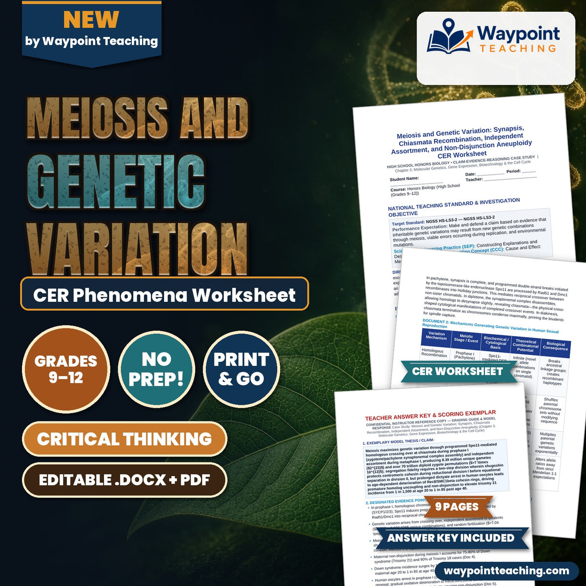 Meiosis and Genetic Variation: Synapsis, Chiasmata Recombination, Independent Assortment, and Non-Disjunction Aneuploidy CER Phenomena Worksheet cover