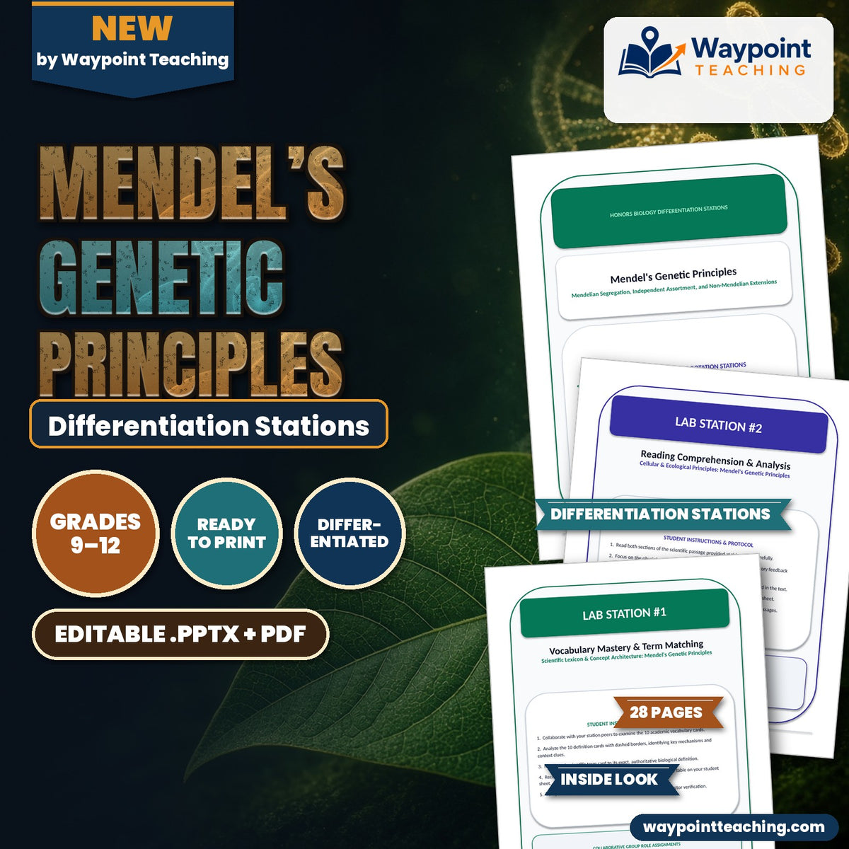 Mendel’s Genetic Principles Differentiation Stations cover
