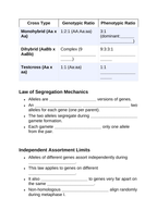 Mendel’s Genetic Principles Guided Notes sample page