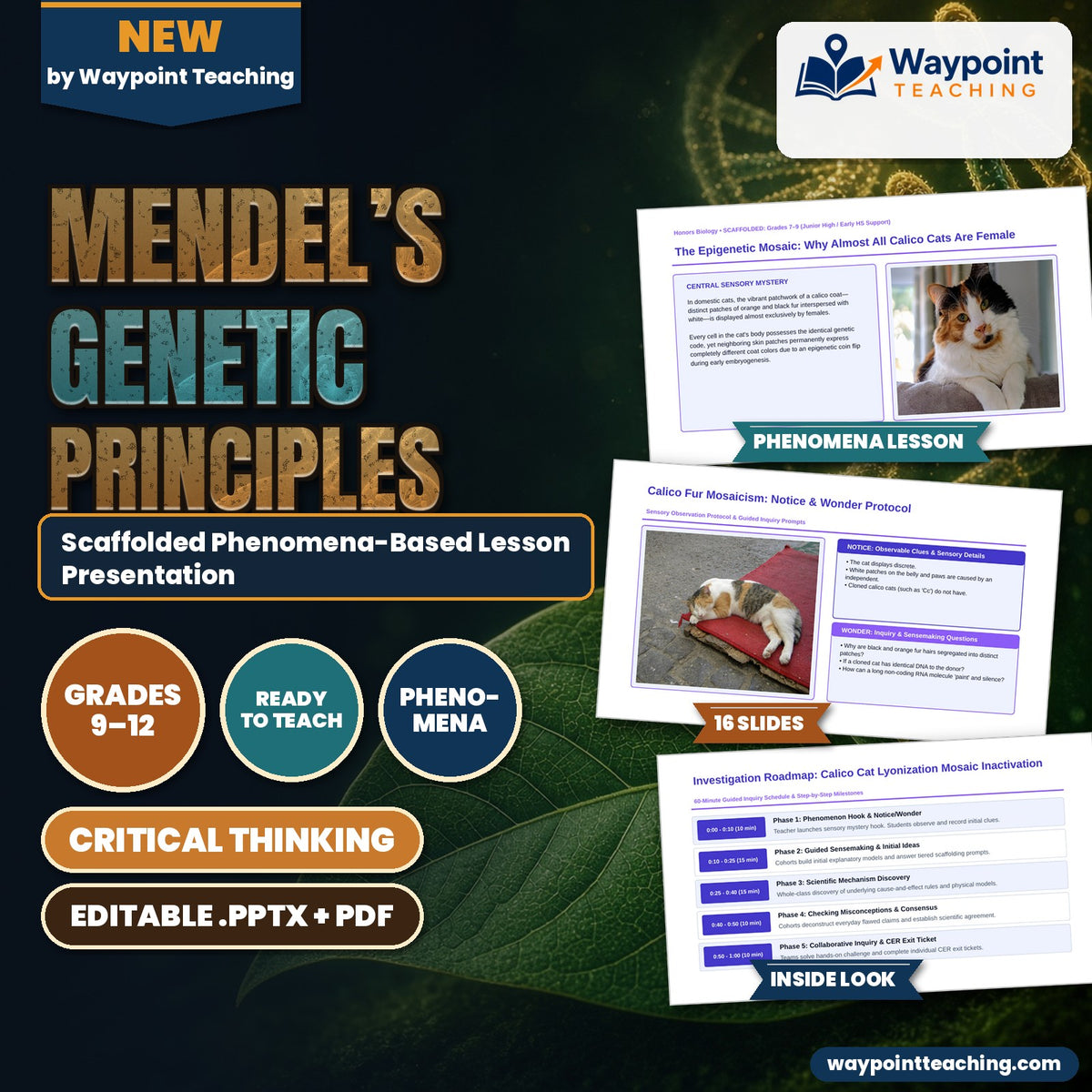 Mendel’s Genetic Principles Scaffolded Phenomena-Based Lesson: The Epigenetic Mosaic: Why Almost All Calico Cats Are Female Presentation cover