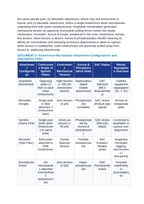 Mitosis and Faithful Chromosome Segregation: Kinetochore Tension, the Spindle Assembly Checkpoint, and Aneuploidy Prevention CER Phenomena Worksheet sample page
