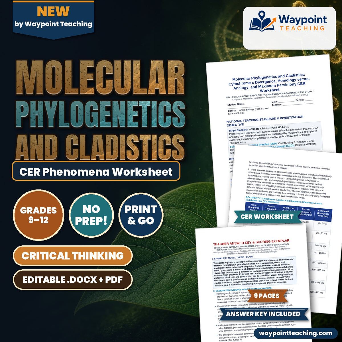 Molecular Phylogenetics and Cladistics: Cytochrome c Divergence, Homology versus Analogy, and Maximum Parsimony CER Phenomena Worksheet cover