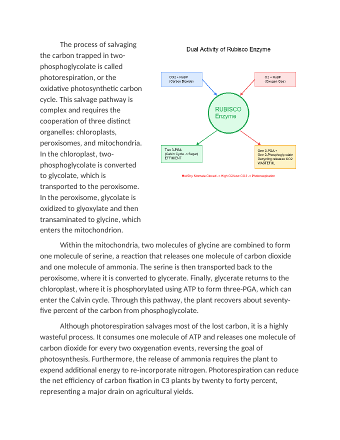 Photorespiration: The Oxygenase Activity of Rubisco Reading Worksheet sample page