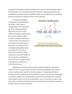 Polyribosomes and the Amplification of Translation Signals Reading Worksheet sample page