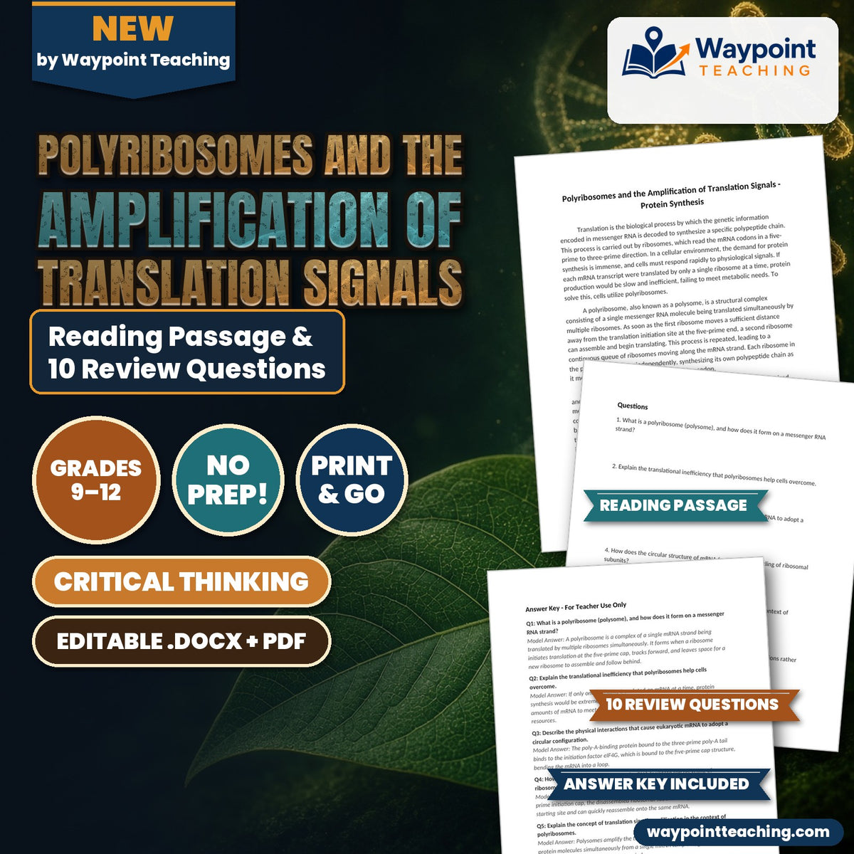 Polyribosomes and the Amplification of Translation Signals Reading Worksheet cover