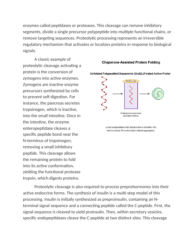 Predicting Polypeptide Cleavage and Post-Translational Folding Reading Worksheet sample page