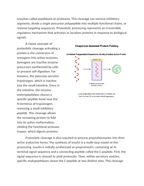 Predicting Polypeptide Cleavage and Post-Translational Folding Reading Worksheet sample page
