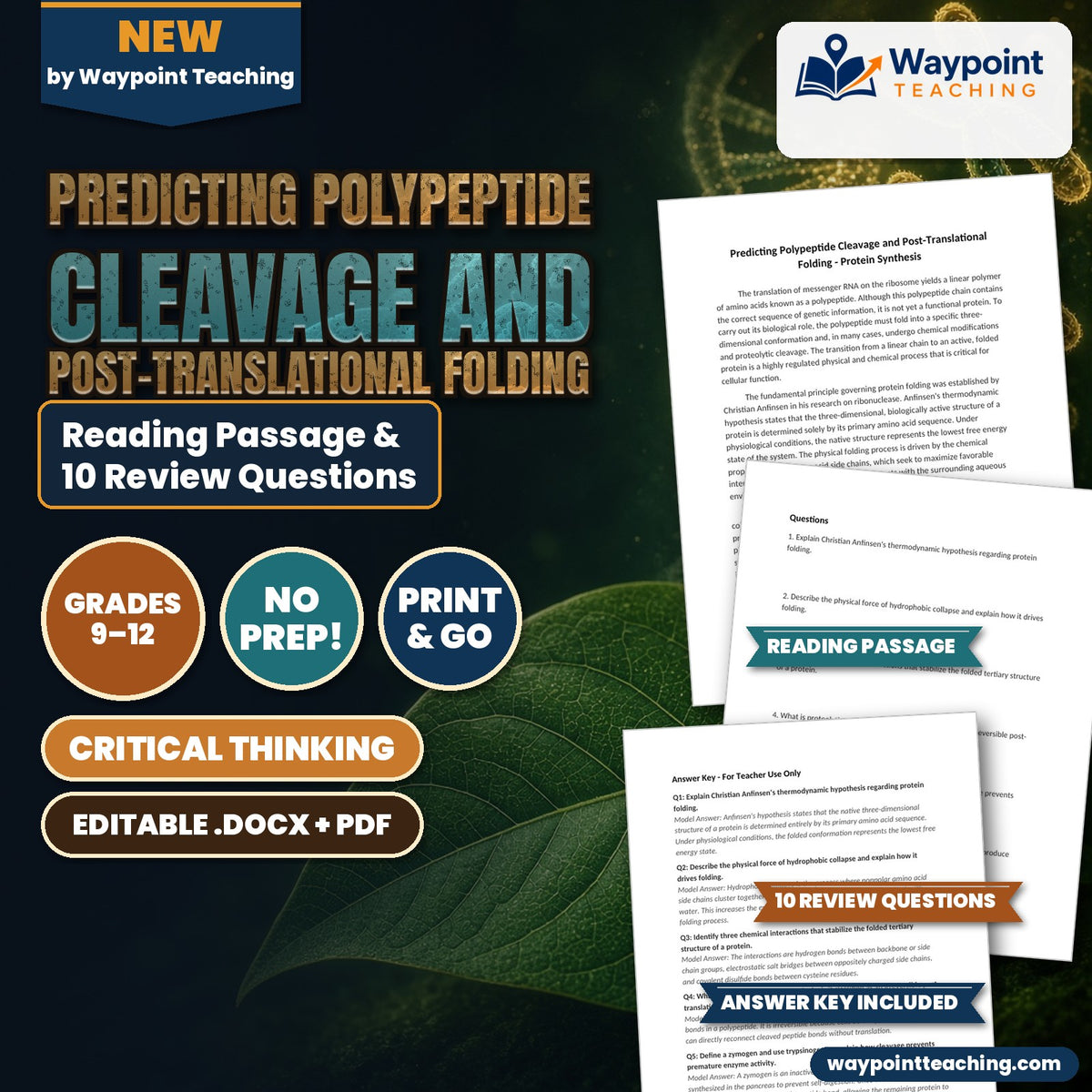 Predicting Polypeptide Cleavage and Post-Translational Folding Reading Worksheet cover