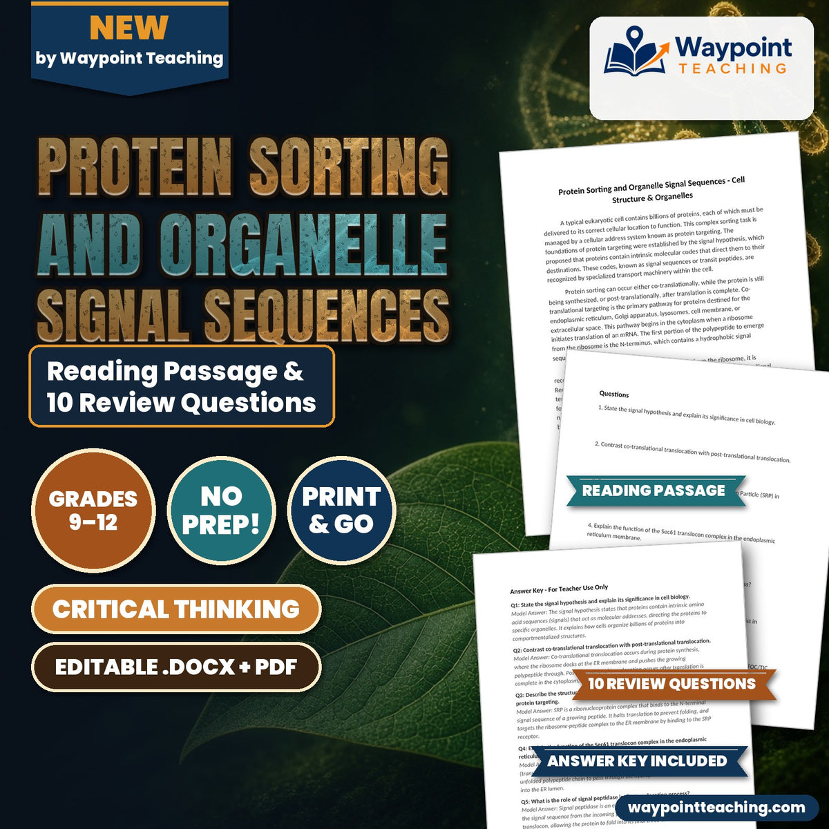 Protein Sorting and Organelle Signal Sequences Reading Worksheet cover