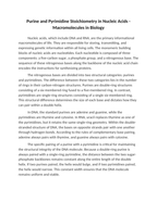 Purine and Pyrimidine Stoichiometry in Nucleic Acids Reading Worksheet sample page