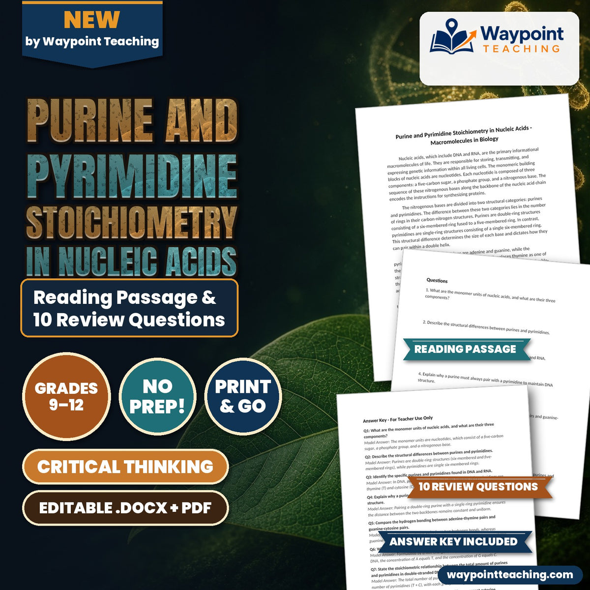 Purine and Pyrimidine Stoichiometry in Nucleic Acids Reading Worksheet cover