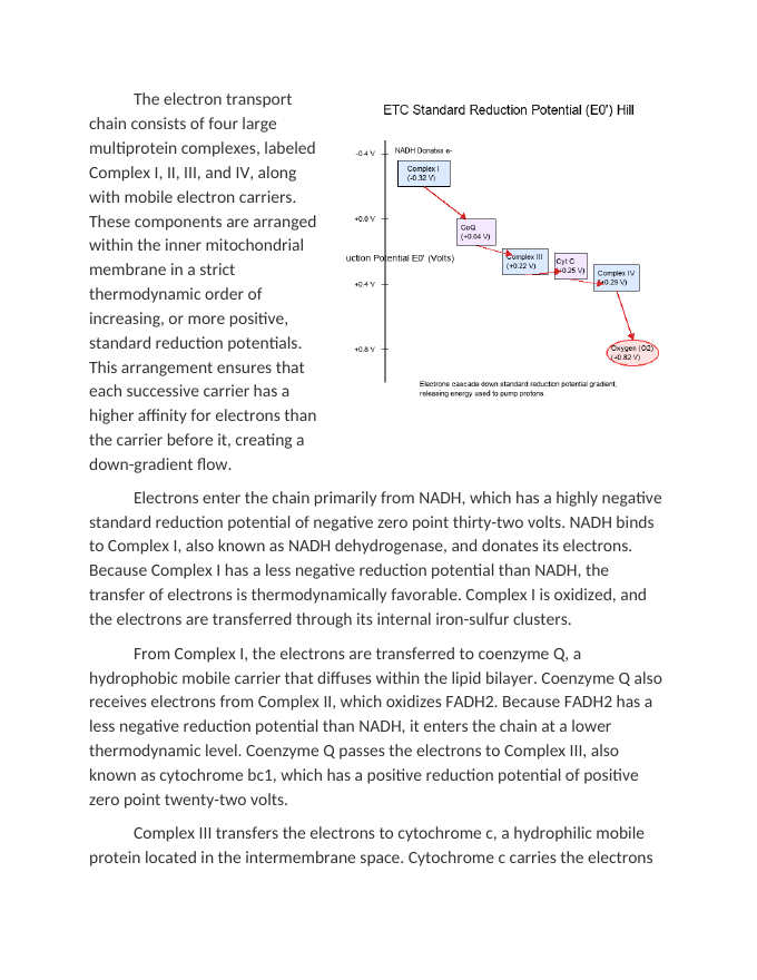 Redox Reactions and Standard Reduction Potentials in the Electron Transport Chain Reading Worksheet sample page