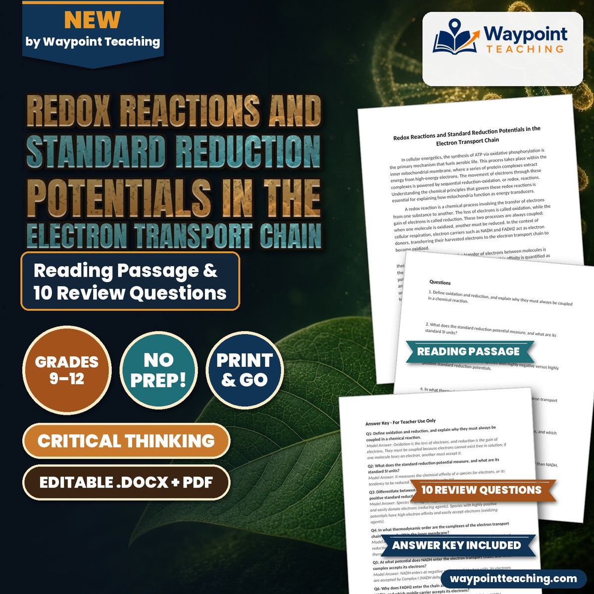 Redox Reactions and Standard Reduction Potentials in the Electron Transport Chain Reading Worksheet cover