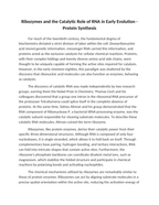 Ribozymes and the Catalytic Role of RNA in Early Evolution Reading Worksheet sample page