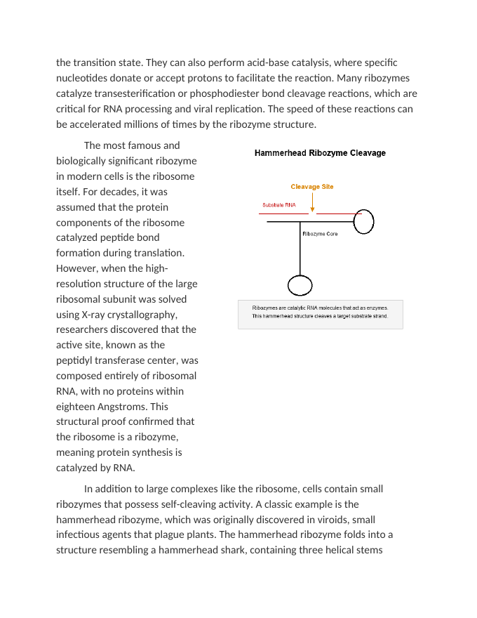 Ribozymes and the Catalytic Role of RNA in Early Evolution Reading Worksheet sample page