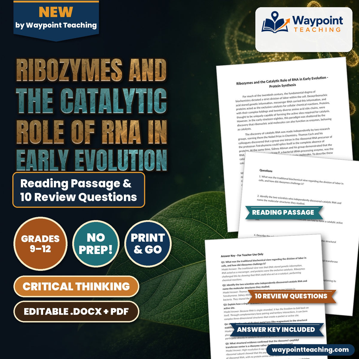 Ribozymes and the Catalytic Role of RNA in Early Evolution Reading Worksheet cover