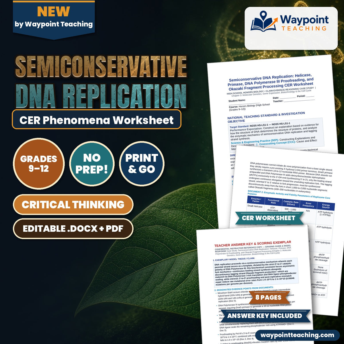 Semiconservative DNA Replication: Helicase, Primase, DNA Polymerase III Proofreading, and Okazaki Fragment Processing CER Phenomena Worksheet cover