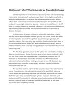Stoichiometry of ATP Yield in Aerobic vs Anaerobic Pathways Reading Worksheet sample page