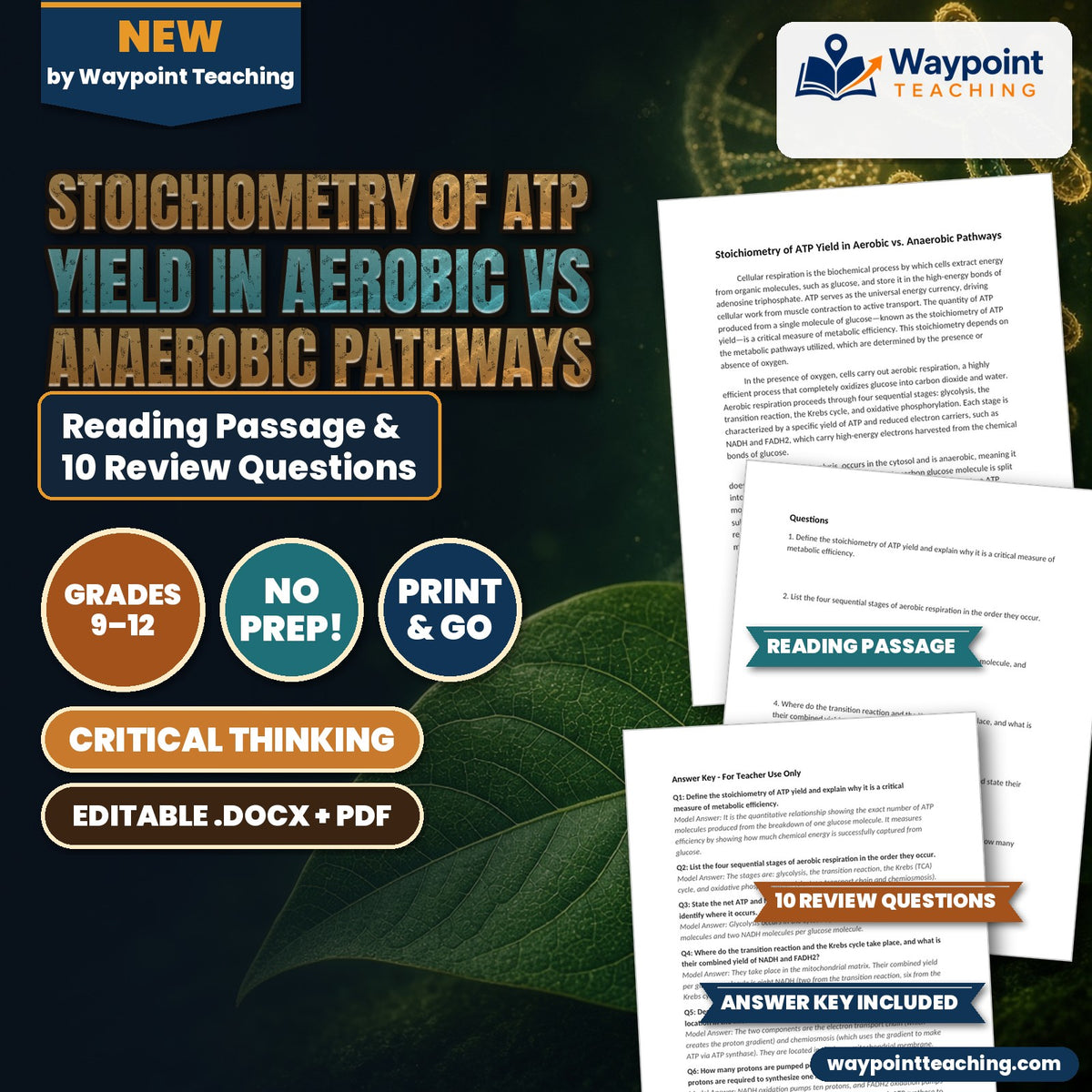 Stoichiometry of ATP Yield in Aerobic vs Anaerobic Pathways Reading Worksheet cover