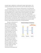 Telomeres Cellular Senescence and the Hayflick Limit Reading Worksheet sample page