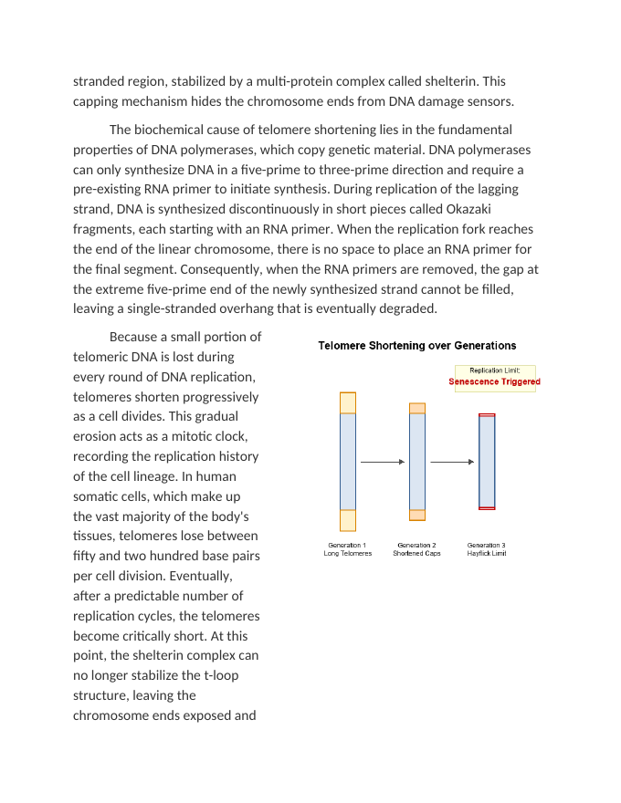 Telomeres Cellular Senescence and the Hayflick Limit Reading Worksheet sample page