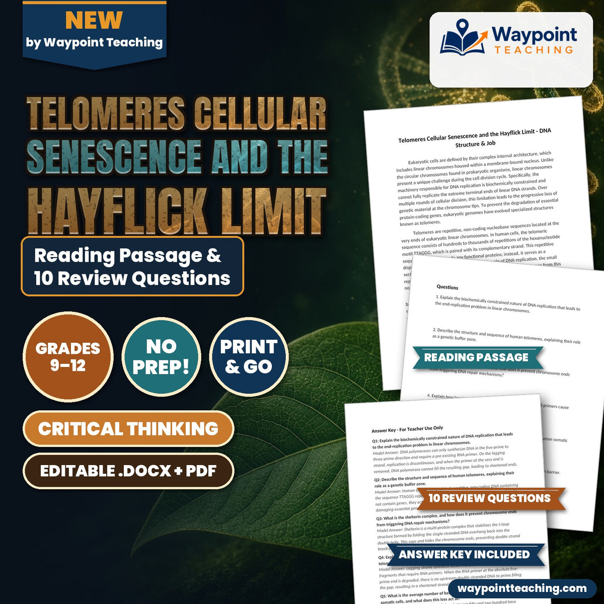 Telomeres Cellular Senescence and the Hayflick Limit Reading Worksheet cover