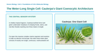 The Basics of Cell Theory Phenomena-Based Lesson: The Meter-Long Single Cell: Caulerpa's Giant Coenocytic Architecture Presentation sample page