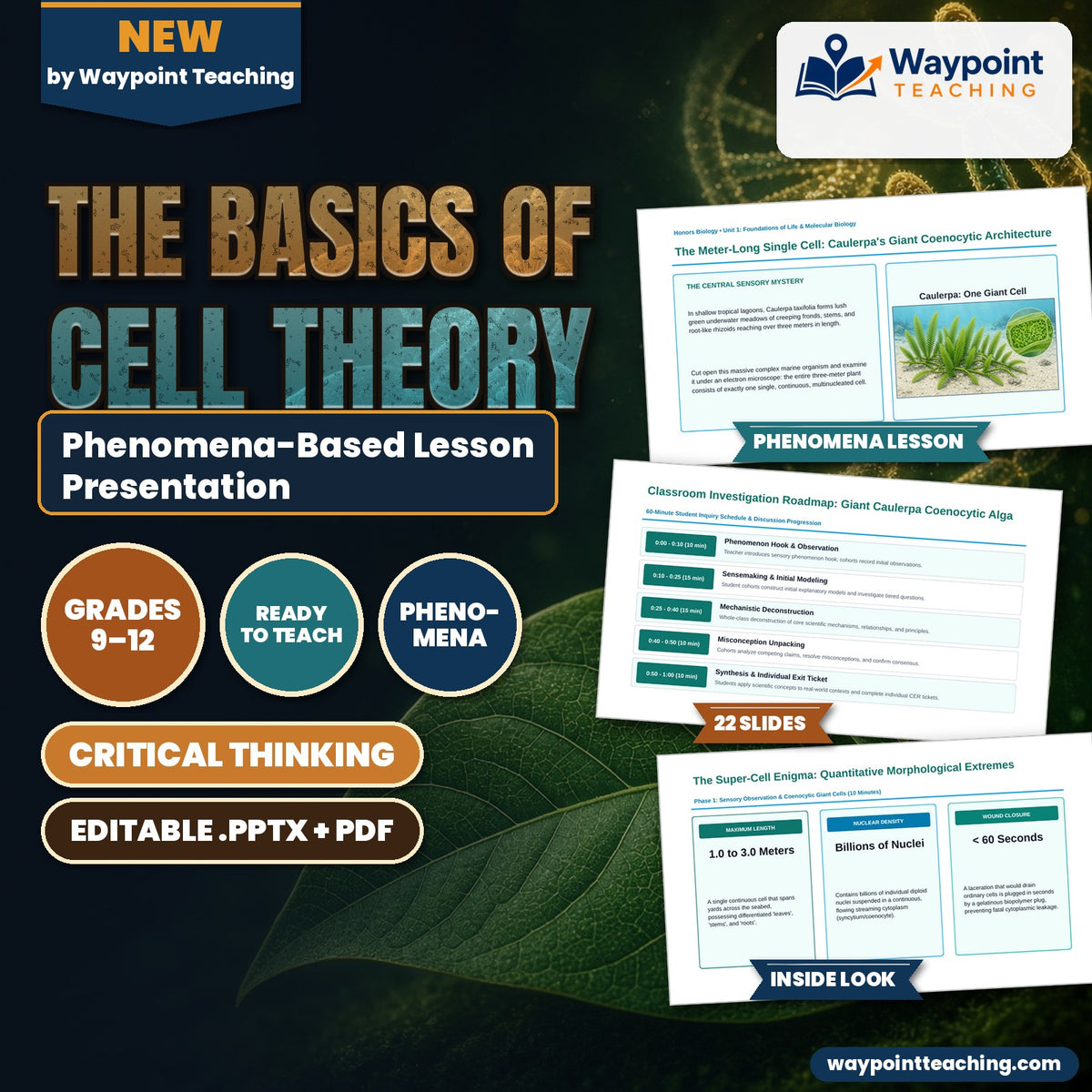 The Basics of Cell Theory Phenomena-Based Lesson: The Meter-Long Single Cell: Caulerpa's Giant Coenocytic Architecture Presentation cover