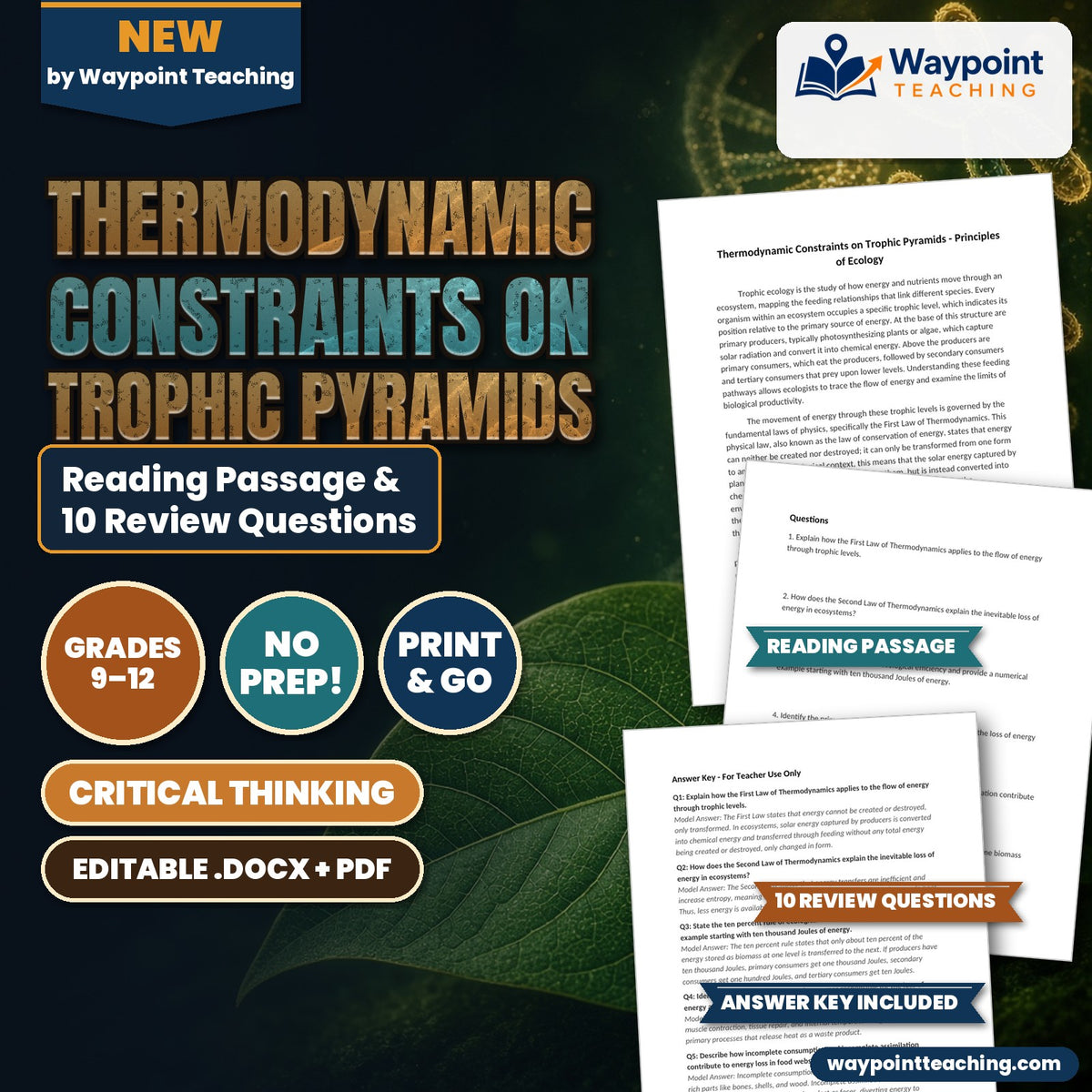 Thermodynamic Constraints on Trophic Pyramids Reading Worksheet cover