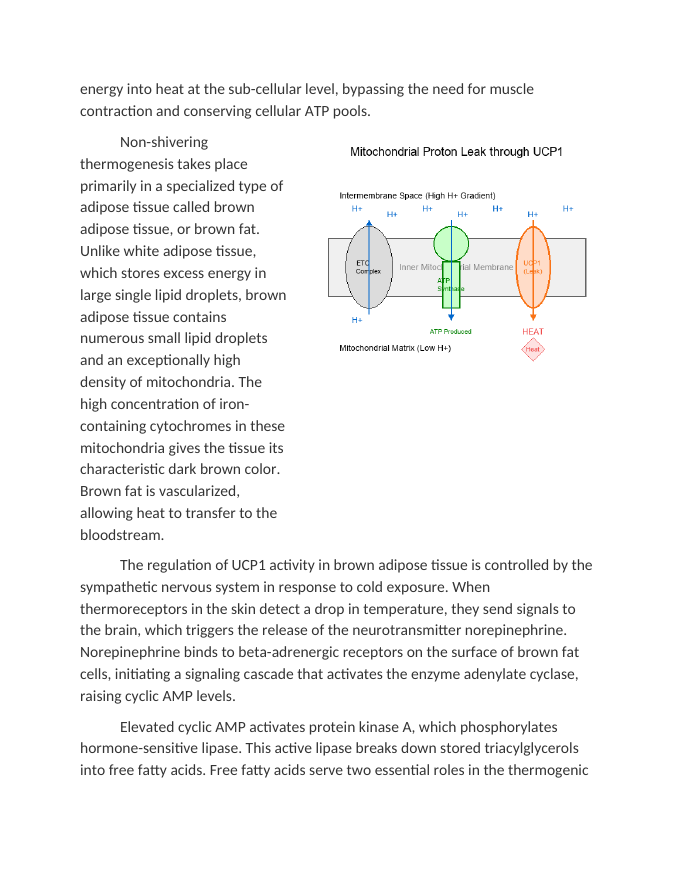 Uncoupling Proteins and Non-Shivering Thermogenesis Reading Worksheet sample page