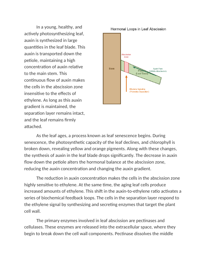 Analyzing Hormonal Feedback Loops in Leaf Abscission Reading Worksheet sample page