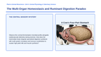 Animal Physiology & Biological Functions Phenomena-Based Lesson: The Multi-Organ Homeostasis and Ruminant Digestion Paradox Presentation sample page