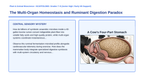 Animal Physiology & Biological Functions Scaffolded Phenomena-Based Lesson: The Multi-Organ Homeostasis and Ruminant Digestion Paradox Presentation sample page