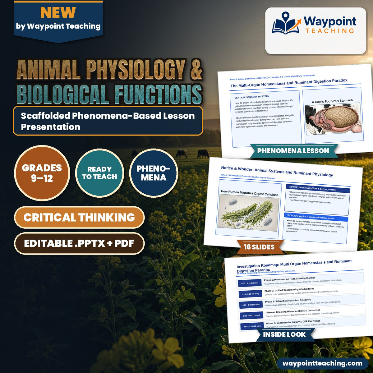 Animal Physiology & Biological Functions Scaffolded Phenomena-Based Lesson: The Multi-Organ Homeostasis and Ruminant Digestion Paradox Presentation cover