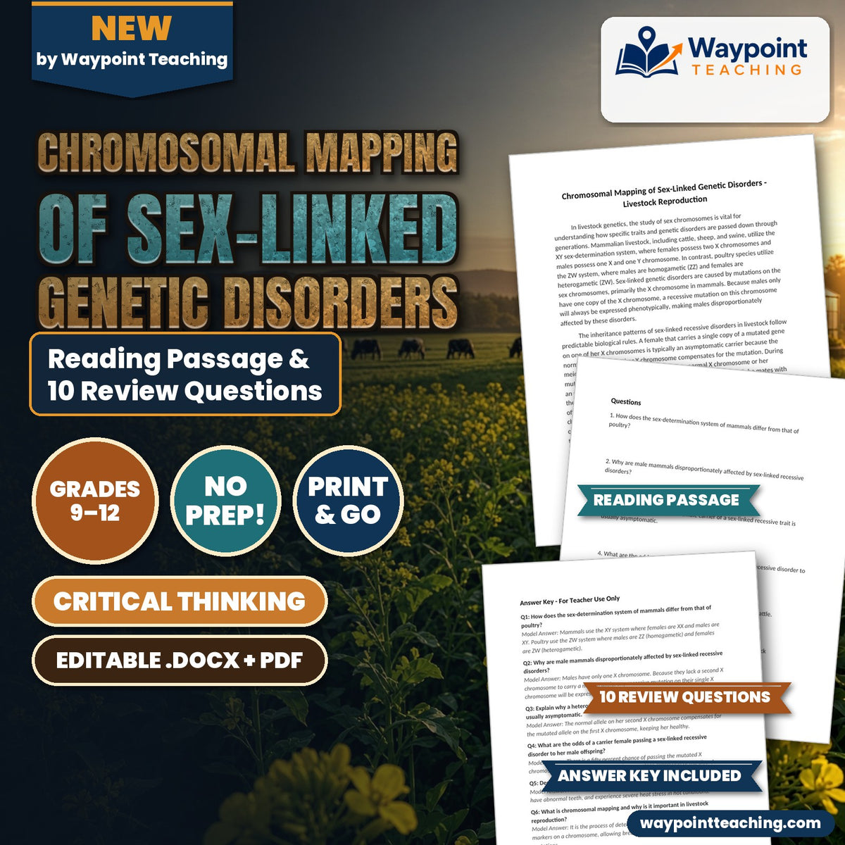 Chromosomal Mapping of Sex-Linked Genetic Disorders Reading Worksheet cover