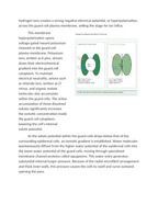 Investigating Stomatal Conductance and Guard Cell Ion Exchange Reading Worksheet sample page