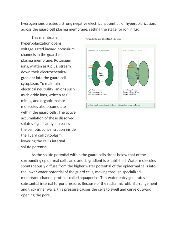 Investigating Stomatal Conductance and Guard Cell Ion Exchange Reading Worksheet sample page