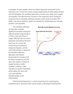 Modeling the Respiratory Burst During Seed Germination Reading Worksheet sample page