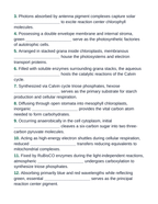 Photosynthesis, Respiration, & Plant Metabolism Fill-in-the-Blank Vocabulary Worksheet sample page