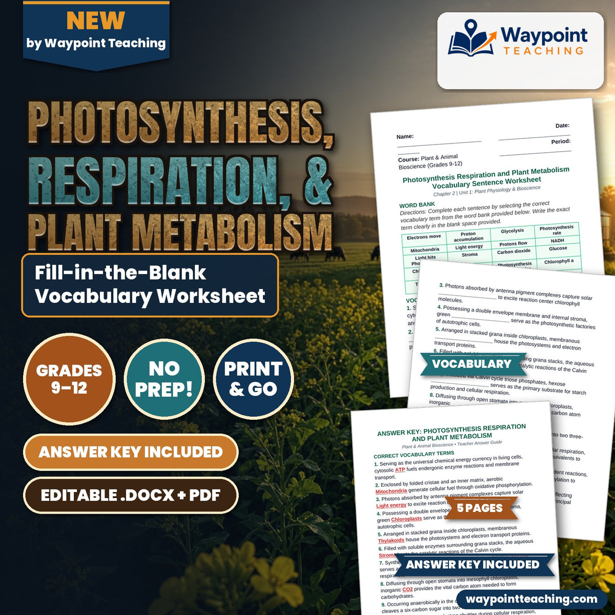 Photosynthesis, Respiration, & Plant Metabolism Fill-in-the-Blank Vocabulary Worksheet cover
